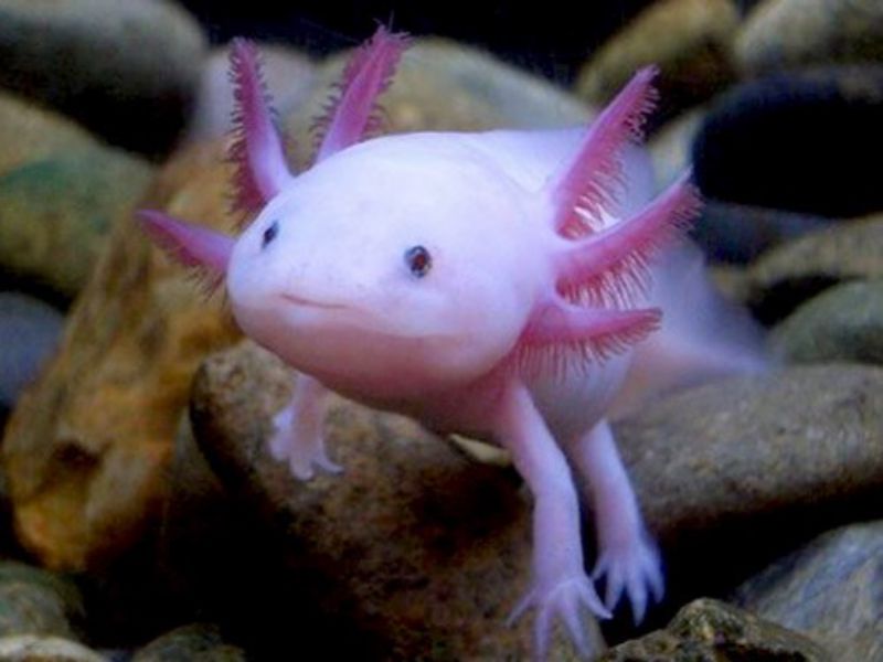 cach-nuoi-ca-axolotl-ky-giong-axolotl-cho-nguoi-moi-nuoi