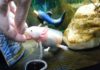 mua-ca-axolotl-ky-giong-axolotl-o-dau-gia-bao-nhieu