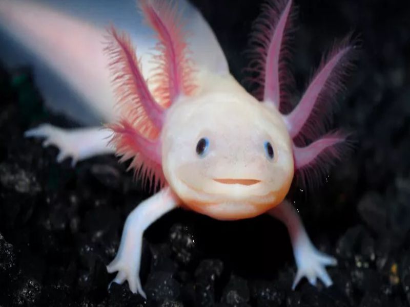 tim-hieu-ca-axolotl-hay-ky-giong-axolotl-an-gi-de-nuoi-de-dang-hon