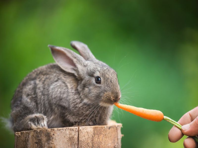 Thỏ con ăn gì? Thức ăn cho thỏ con nhanh lớn - Thú Cưng AZ