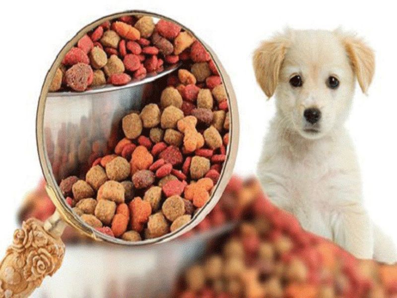 Top 13 Đồ Ăn Cho Chó Poodle Giúp Lông Đẹp Và Dinh Dưỡng Nhất